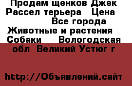 Продам щенков Джек Рассел терьера › Цена ­ 25 000 - Все города Животные и растения » Собаки   . Вологодская обл.,Великий Устюг г.